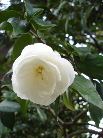 e0086642_0522482.jpg
