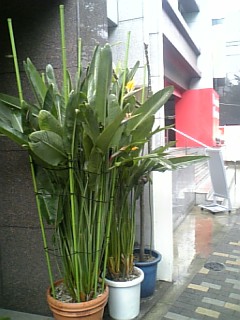 f0053847_2320769.jpg