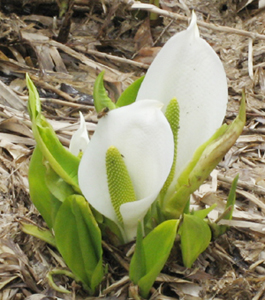 f0009457_13355868.jpg
