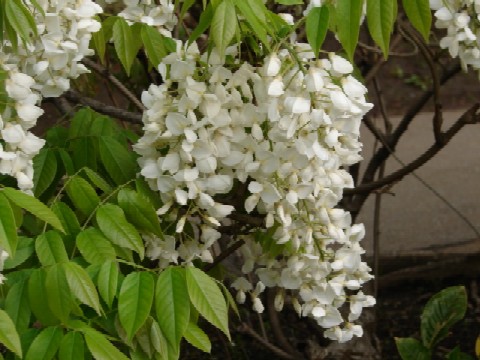 b0061261_2111557.jpg