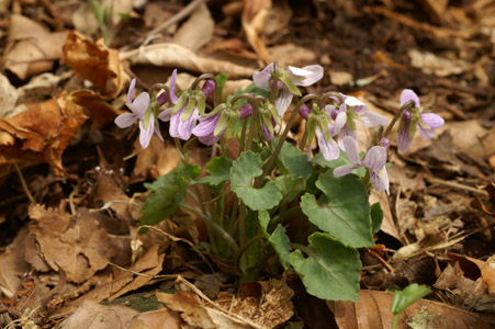 e0054067_223827.jpg