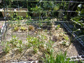 e0041168_1052169.jpg
