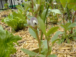 e0041168_1054281.jpg