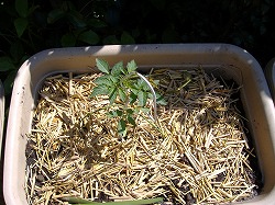 e0041168_1181481.jpg