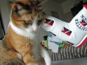 f0036700_20503619.gif