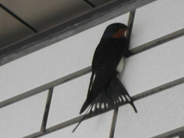 f0083400_1832383.jpg