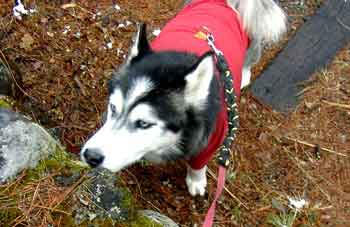 e0001110_03172.jpg