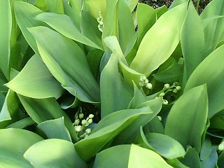 e0026017_23343117.jpg