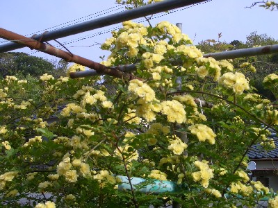 c0042418_20335981.jpg