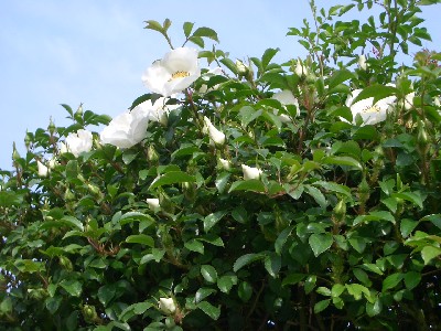 c0042418_2033939.jpg