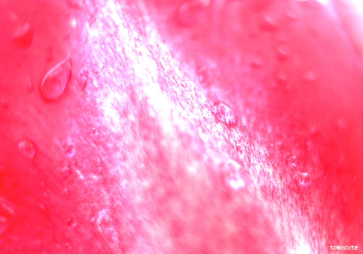 e0080128_3484714.jpg