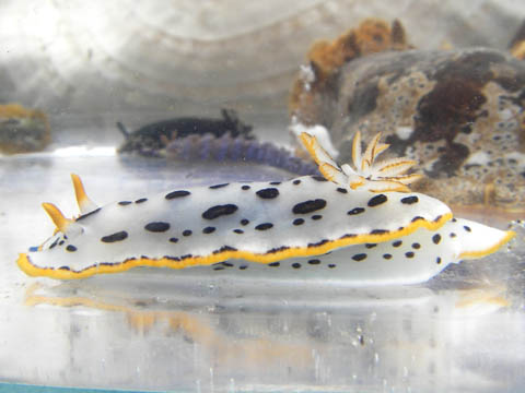 e0041143_1313135.jpg