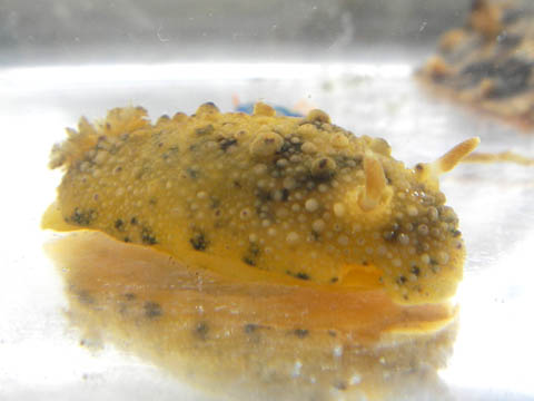 e0041143_1314519.jpg