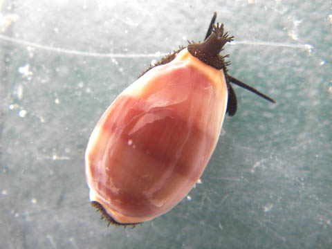 e0041143_1315182.jpg