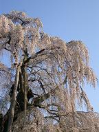 a0050048_7353995.jpg