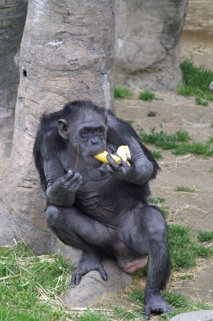 チンパンジーの好きな食べ物