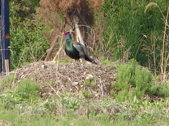 b0061261_202604.jpg