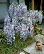 f0004180_8585656.jpg