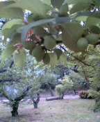 f0004180_925461.jpg