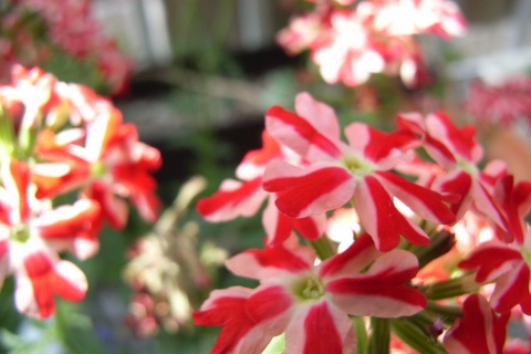 a0043982_13194697.jpg