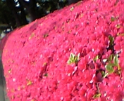 d0015489_1132054.jpg