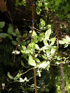 f0065223_1316896.jpg