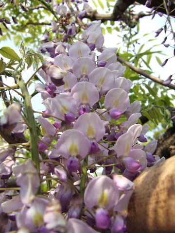 e0064133_065645.jpg