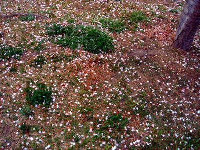 a0024250_2371653.jpg