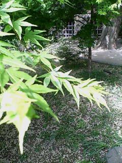 e0063653_1537566.jpg