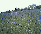 a0000202_15364074.jpg