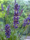 f0052603_21341753.jpg