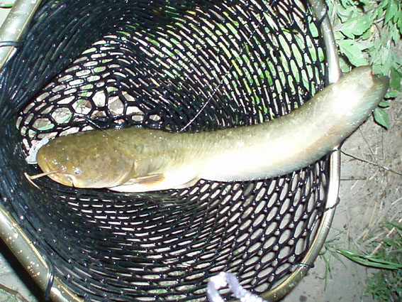 c0006017_15658.jpg