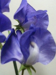 e0026017_23383018.jpg