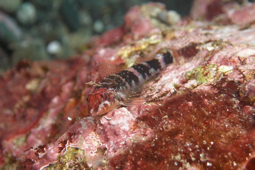 c0024719_8504579.jpg