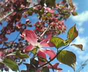 c0046340_19261534.jpg
