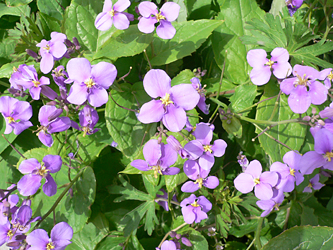 c0069048_762980.jpg