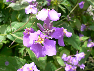 c0069048_765660.jpg