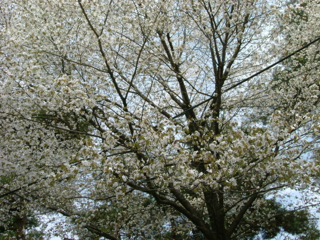 f0038665_2144294.jpg