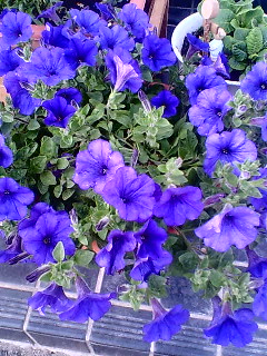 f0059616_1627636.jpg