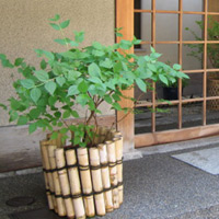 d0033734_22181416.jpg
