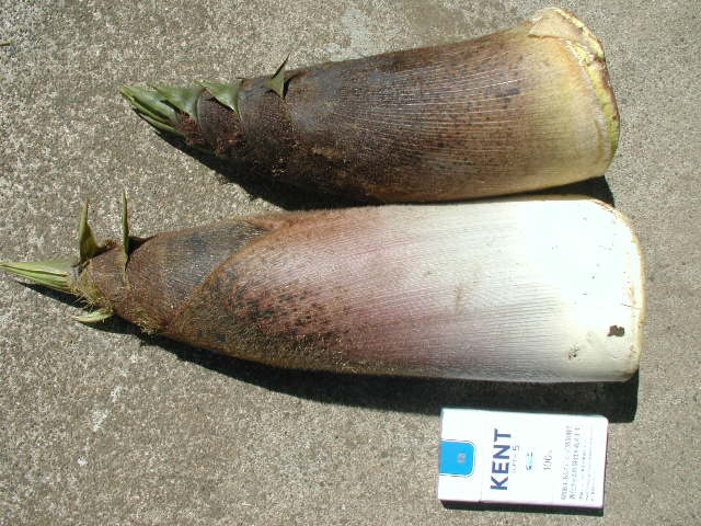 a0054043_19512148.jpg
