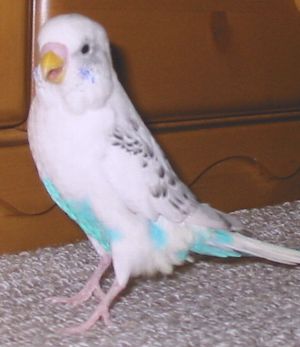 c0054148_095140.jpg