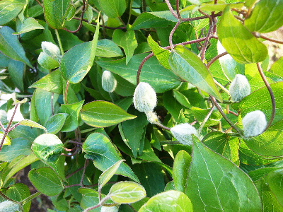 b0015260_6552751.jpg