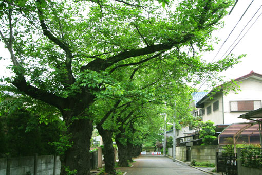 e0054299_1293210.jpg