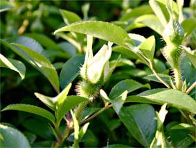 f0062055_839956.jpg