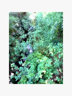 e0061768_16234494.jpg