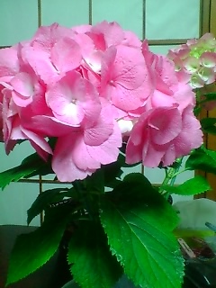 c0072698_11305648.jpg