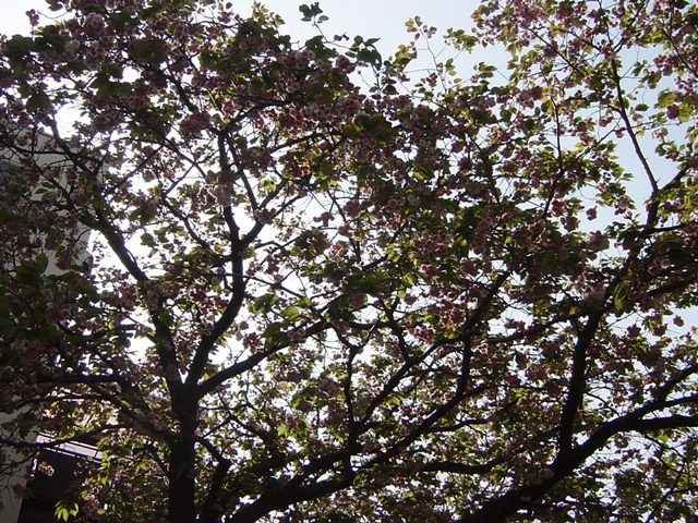 e0028401_0504735.jpg
