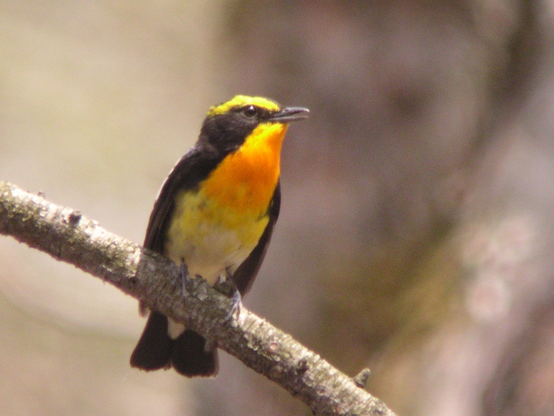 c0039919_18414479.jpg