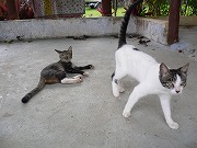 d0066133_23145946.jpg